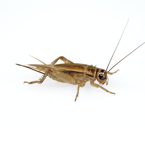 live crickets bulk live food bulk insects reptile food live insects live feeder insects bulk feeder insects