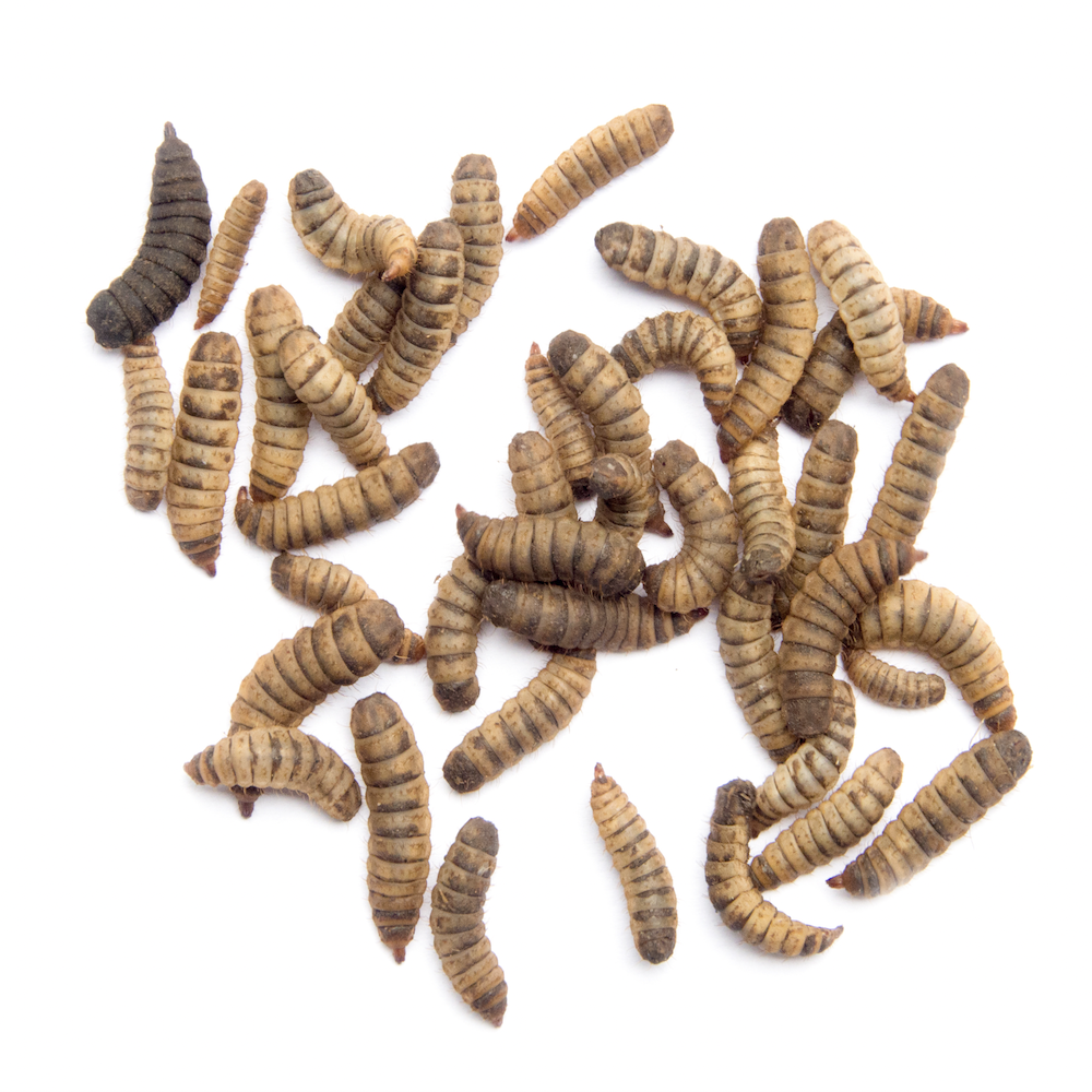 standard live black soldier fly larvae live feeder insects bsfl