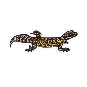 Northern Marbled Velvet Gecko Sticker